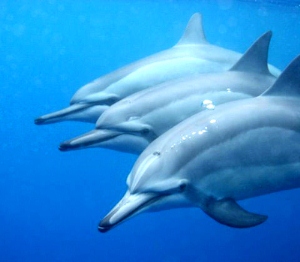 Best-3dolphs.jpg