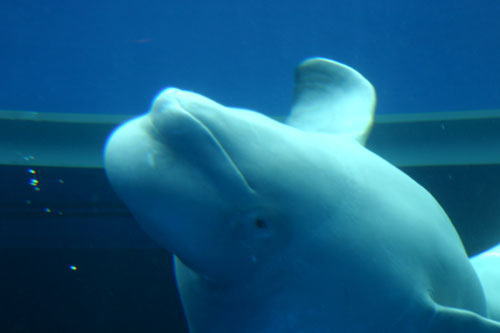 beluga1.jpg