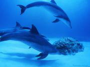 dolphin3.jpg