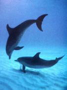 dolphin4.jpg