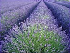 lavender_ceremony_and_reception1.jpg