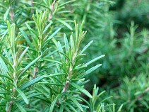 rosemary[1].jpg